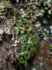Cladonia bellidiflora