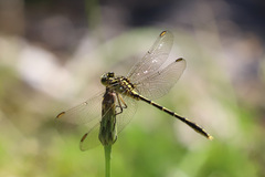 Austrogomphus guerini