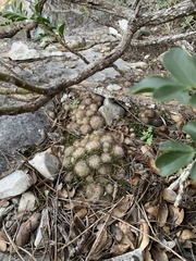 Mammillaria prolifera