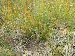 Libertia peregrinans