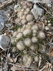Mammillaria prolifera