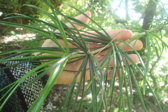 Sciadopitys verticillata