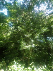 Sciadopitys verticillata