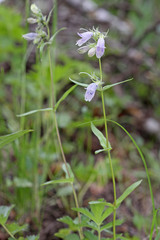 Penstemon whippleanus
