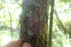 Sciadopitys verticillata