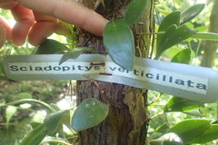 Sciadopitys verticillata