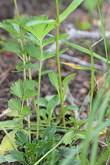 Penstemon whippleanus