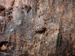Notoniscus