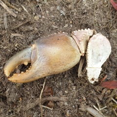 Engaeus tuberculatus