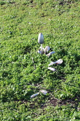 Coprinus comatus
