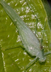 Anaulacomera
