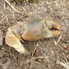 Engaeus tuberculatus