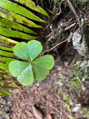 Oxalis oregana