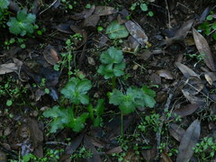 Sanicula crassicaulis
