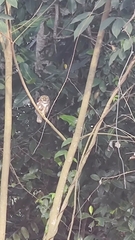 Glaucidium cuculoides