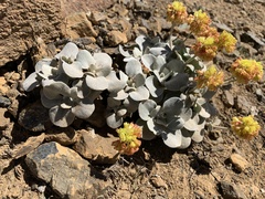 Eriogonum alpinum