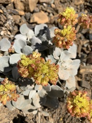 Eriogonum alpinum