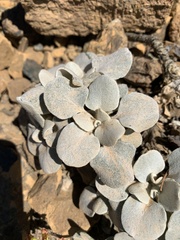 Eriogonum alpinum