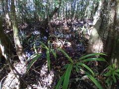 Hymenocallis littoralis