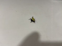 Gasteracantha diadesmia
