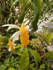 Pachystachys lutea