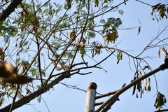 Psittacula cyanocephala