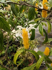 Pachystachys lutea