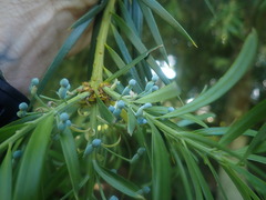 Podocarpus parlatorei