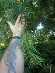 Podocarpus parlatorei