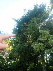 Podocarpus parlatorei