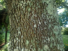 Podocarpus parlatorei