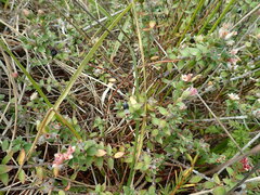 Pimelea villosa