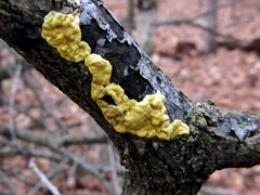 Trichoderma sulphureum