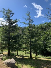 Sequoia sempervirens