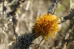Teloschistes flavicans
