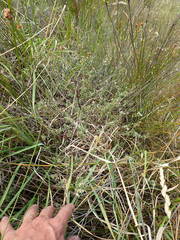 Pimelea villosa
