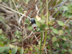 Pimelea villosa
