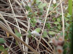 Pimelea villosa