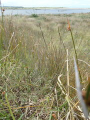 Pimelea villosa