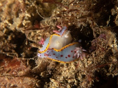 Hypselodoris bennetti