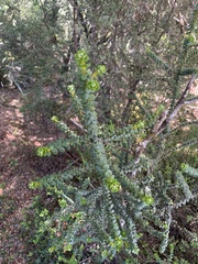 Olearia nummulariifolia