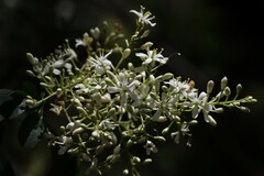 Bursaria spinosa spinosa