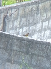 Myiozetetes cayanensis