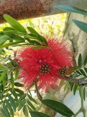 Calliandra haematocephala
