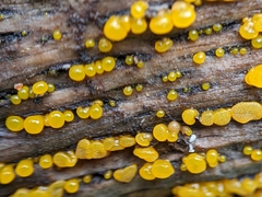 Dacrymyces capitatus