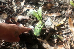 Macadamia tetraphylla