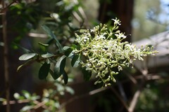 Bursaria spinosa spinosa