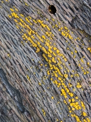 Dacrymyces capitatus