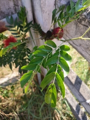 Calliandra haematocephala