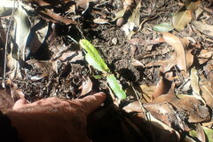 Macadamia tetraphylla